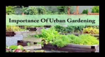 High-Rise Blooms: Vertical Gardening for Urban Retreats