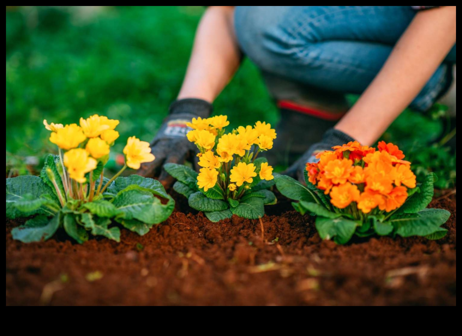 Seasonal Splendor 5 συμβουλές για να δημιουργήσετε έναν ανθισμένο παράδεισο 4 Seasonal Splendor: Essential Tips για έναν ανθισμένο παράδεισο