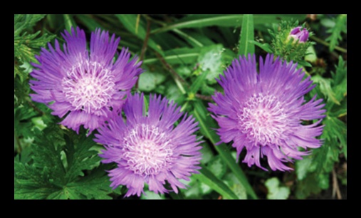 Seasonal Splendor 5 συμβουλές για να δημιουργήσετε έναν ανθισμένο παράδεισο 3 Seasonal Splendor: Essential Tips για έναν ανθισμένο παράδεισο