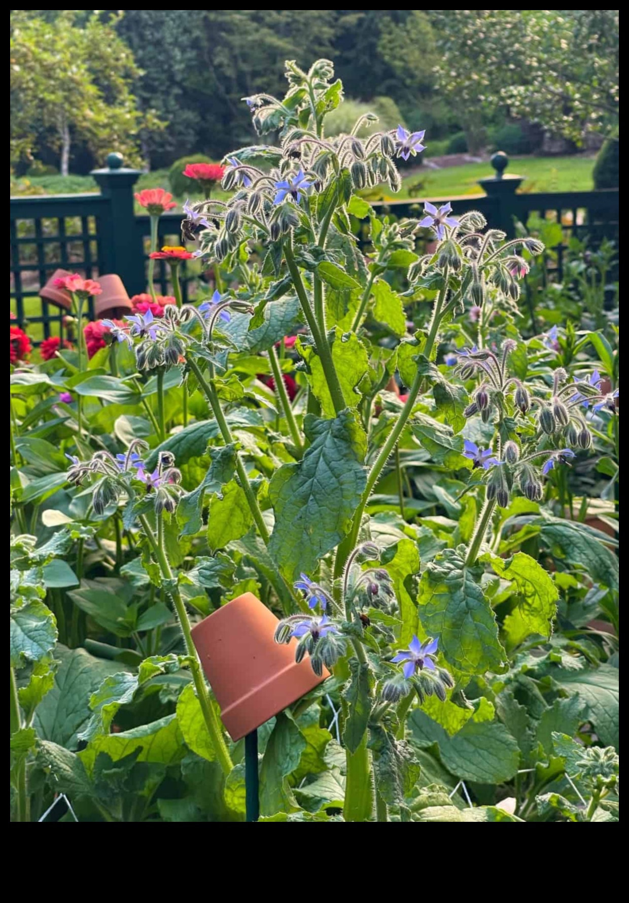 Partnered Perfection Πώς να μεγιστοποιήσετε την απόδοση του κήπου σας με το Companion Planting 3 Partnered Perfection: Navigating Companion Mastery Planting