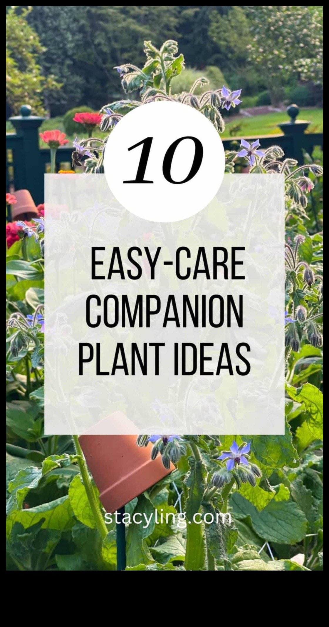 Partnered Perfection Πώς να μεγιστοποιήσετε την απόδοση του κήπου σας με το Companion Planting 5 Partnered Perfection: Navigating Companion Mastery Planting