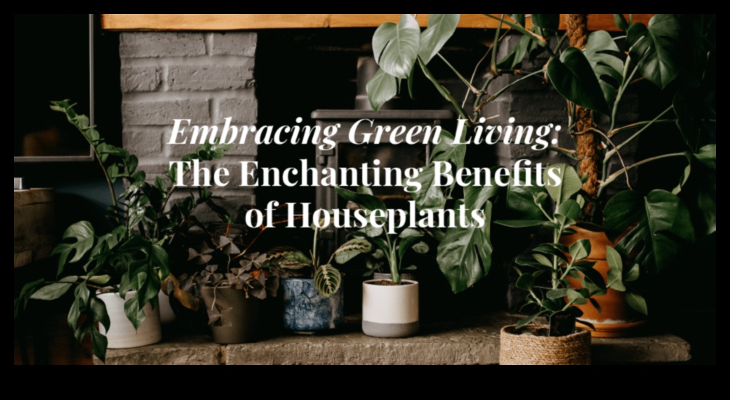 Η αρμονία των φυτών εσωτερικού χώρου Φροντίστε το μυαλό, το σώμα και την ψυχή σας με φυτά εσωτερικού χώρου 4 Houseplant Harmony: Indoor Gardening for Serenity