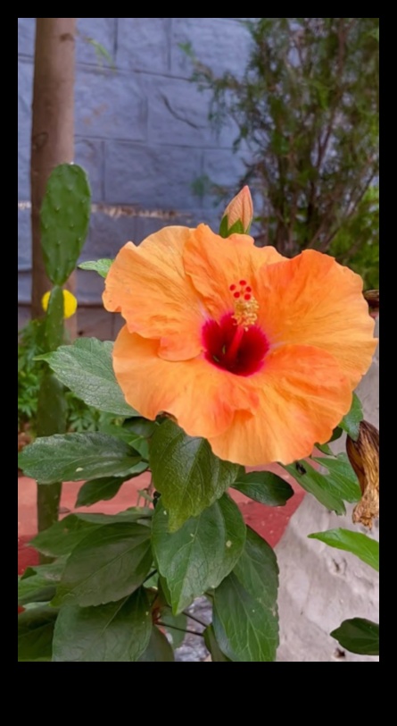 Η αρμονία των φυτών εσωτερικού χώρου Φροντίστε το μυαλό, το σώμα και την ψυχή σας με φυτά εσωτερικού χώρου 5 Houseplant Harmony: Indoor Gardening for Serenity