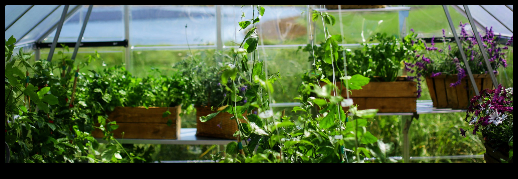 Harmony in Bloom: Unleash Your Greenhouse Dreams