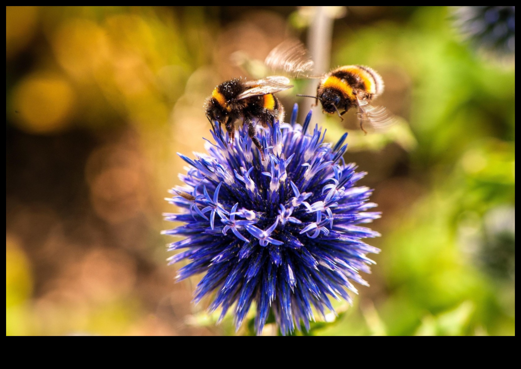 Παράδεισος με προστασία από παράσιτα Πώς να δημιουργήσετε έναν ανθισμένο κήπο χωρίς τα σφάλματα 4 Pest-Proof Paradise: Strategies for a Blooming Garden