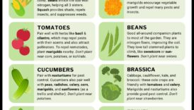 Sow and Grow Ένας κινητήρια δύναμη για το Companion Farting για έναν πιο υγιή κήπο 4 Sw and Grow: Nurturing Gardens through Companion Planting