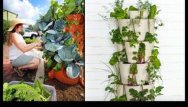 Upward Bound Blooms Vertical Gardening Adventures 5 Upward Bound Blooms: Vertical Gardening Adventures