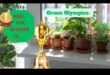 Houseplant Harmony: Indoor Gardening for Serenity