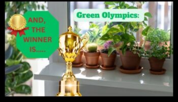 Houseplant Harmony: Indoor Gardening for Serenity