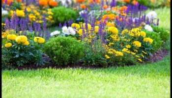 Pest-Proof Paradise: Strategies for a Blooming Garden